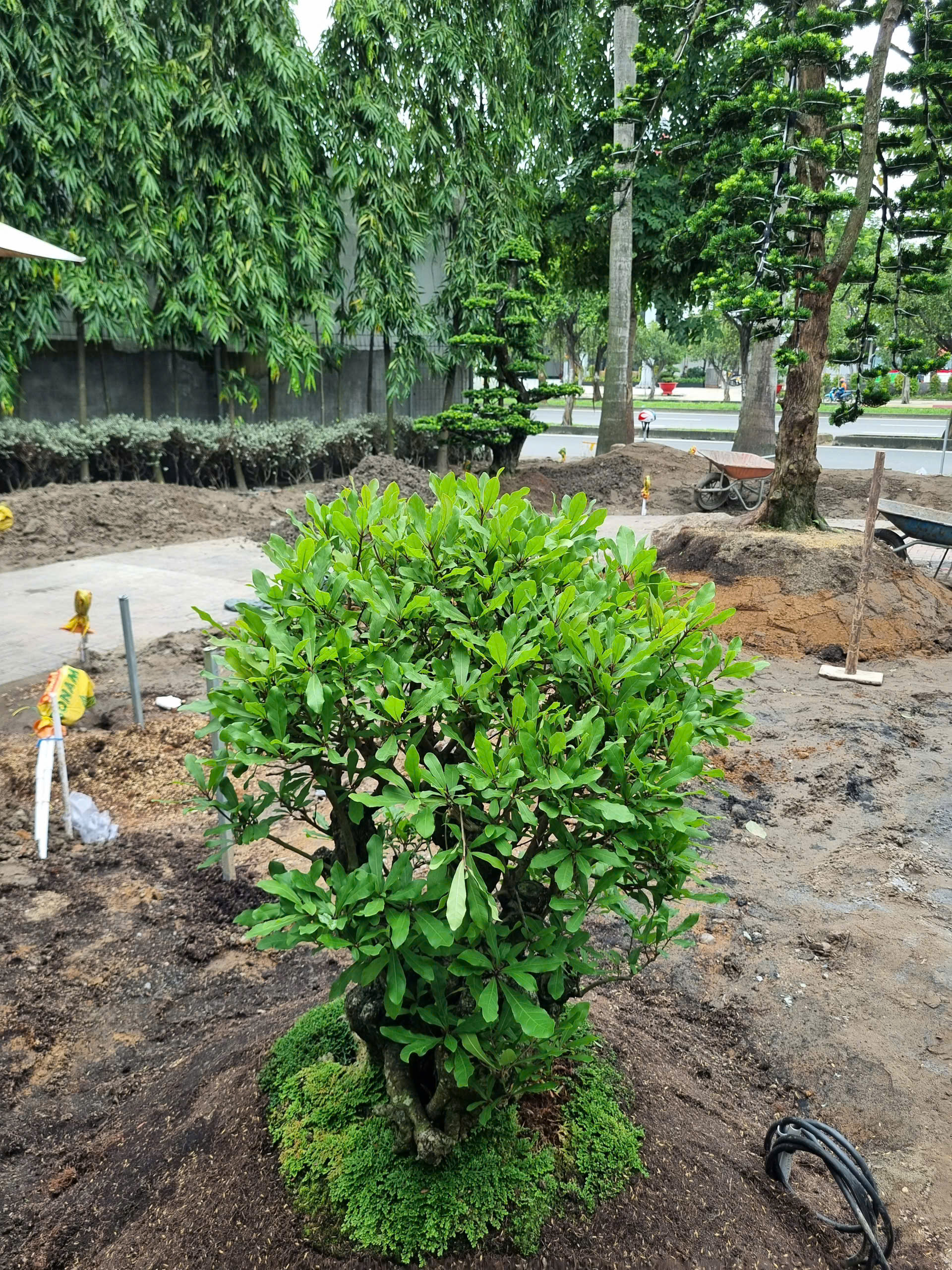 Trồng cây xanh công trình