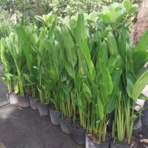 Chuối mỏ két thái