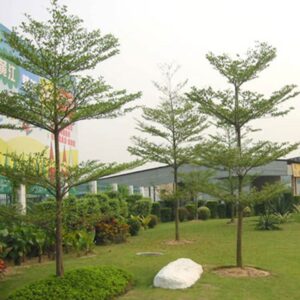 cây bàng đài loan