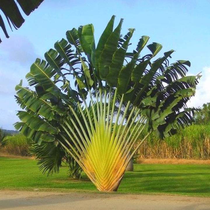 cây chuối rẽ quạt