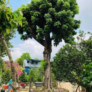 cay-nhan-cho-bong-mat