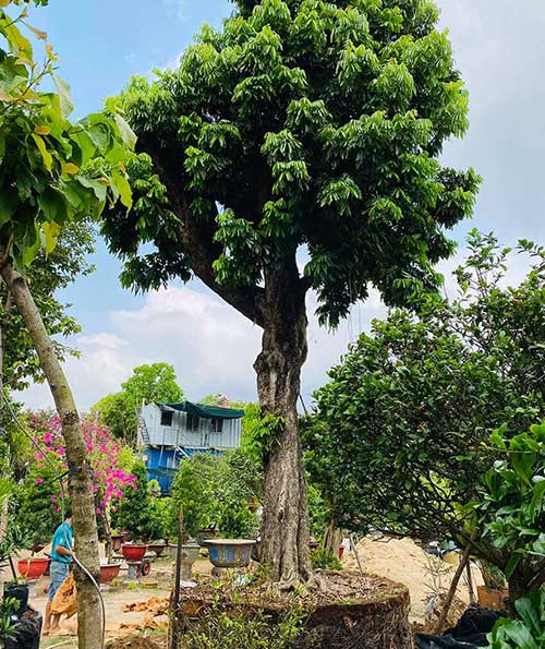 cay-nhan-cho-bong-mat