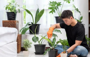 dịch vụ chăm sóc cây cảnh tphcm