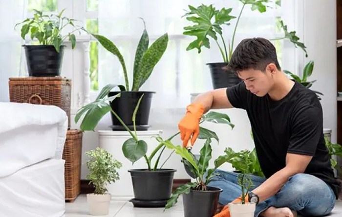 dịch vụ chăm sóc cây cảnh tphcm