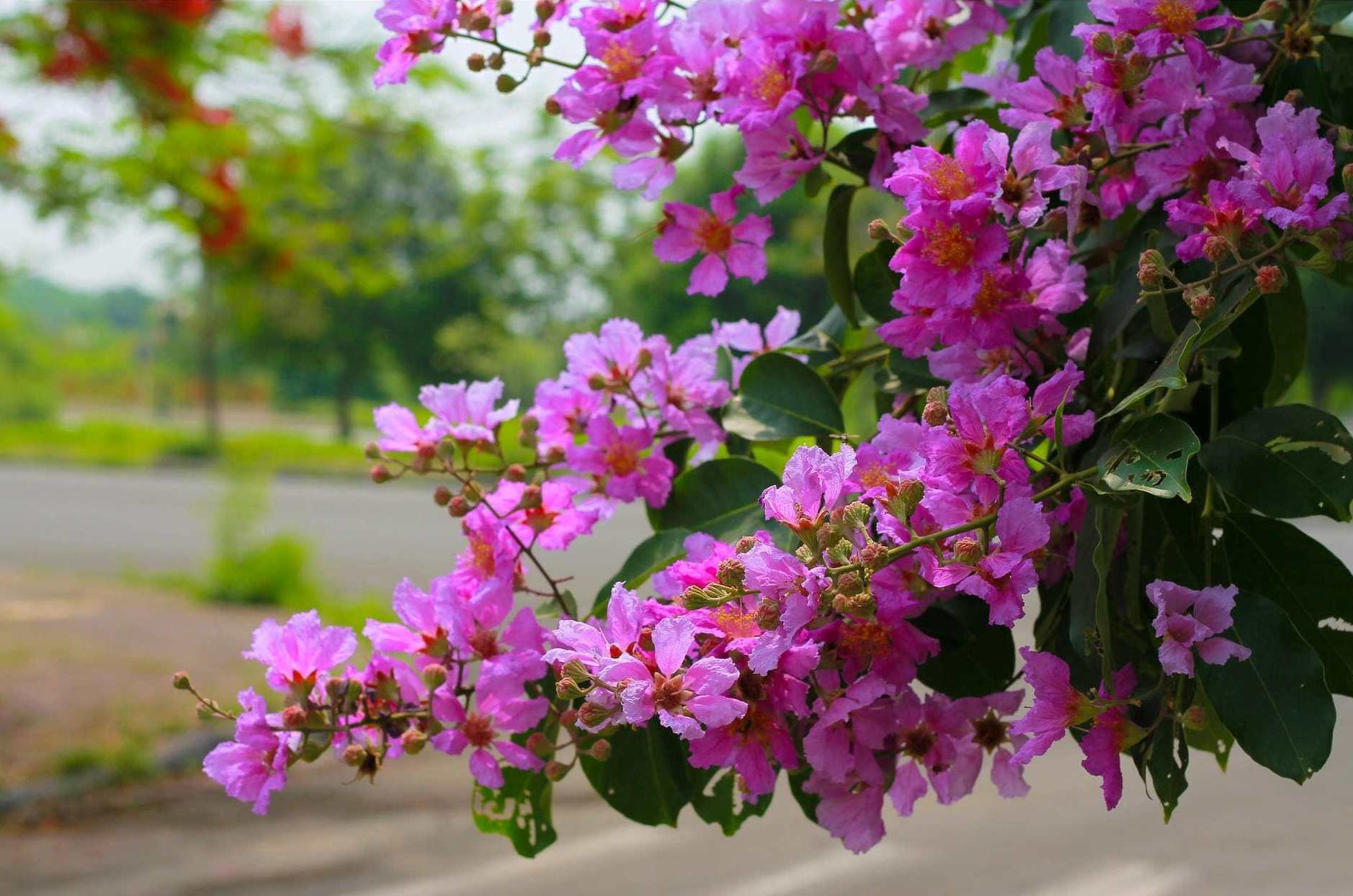 hoa cây bằng lăng