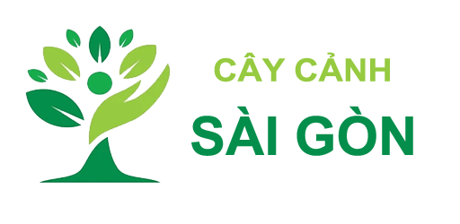 Cây cảnh Sài Gòn #1